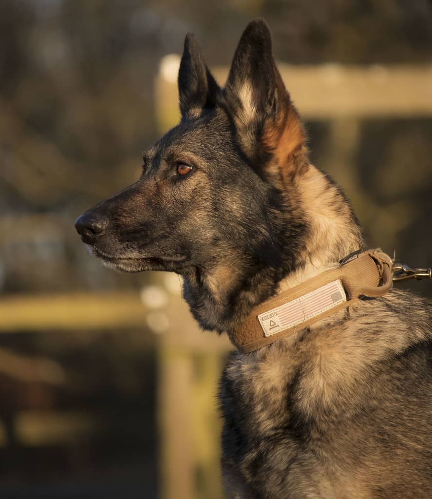 Schæferhund med militærinspireret hundehalsbånd i khaki