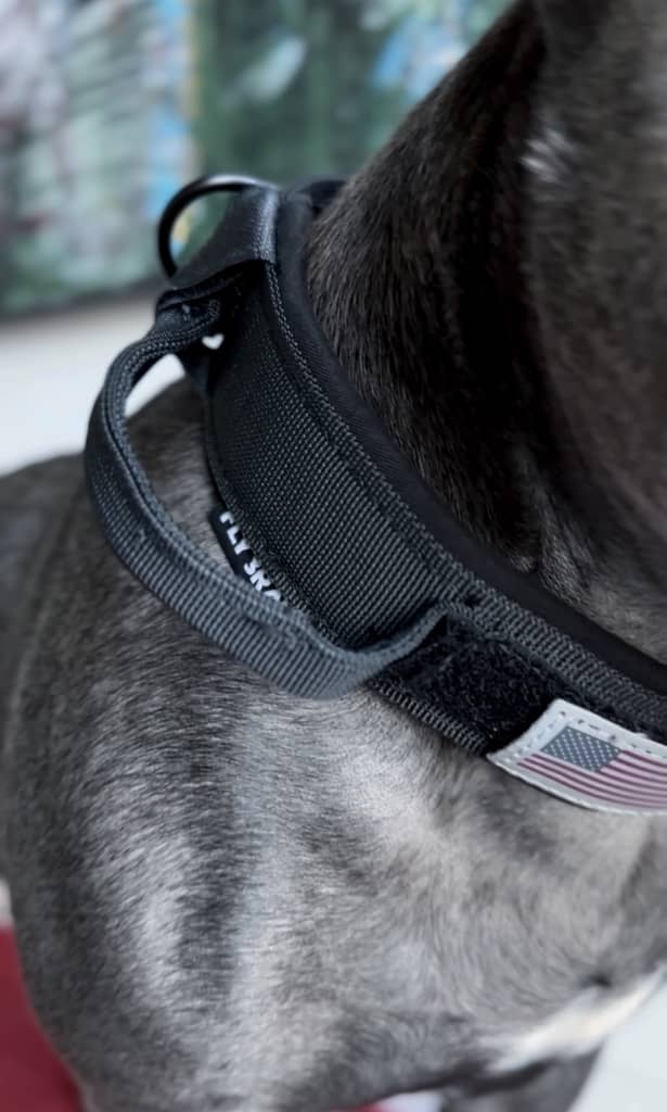 Hund med sort militærinspireret halsbånd på