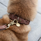 Flettet læder hundehalsbånd fra Denjo dogs stockholm på hund