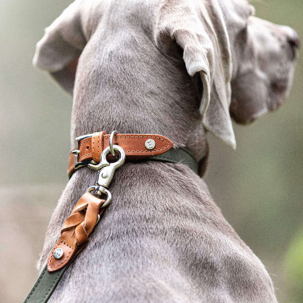 Denjo Dogs Hundehalsbånd Signature hundehalsbånd i farven Cognac og Khaki på weimeraner