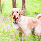 Golden Retriver med en KONG Classic med reb i munden