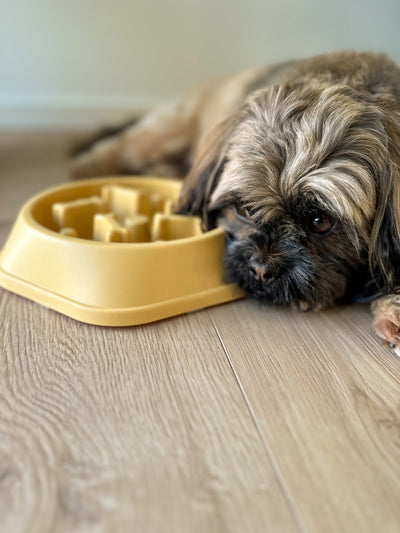 Hund der sover ved siden af sin slowfeed hundeskål