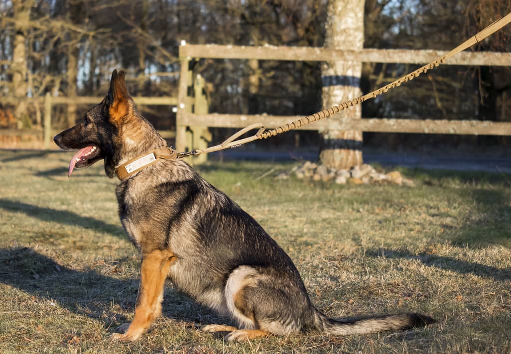 Schæferhund med militær hundehalsbånd og aktiv hundesnor i khaki