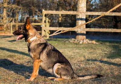 Schæferhund med militær hundehalsbånd og aktiv hundesnor i khaki