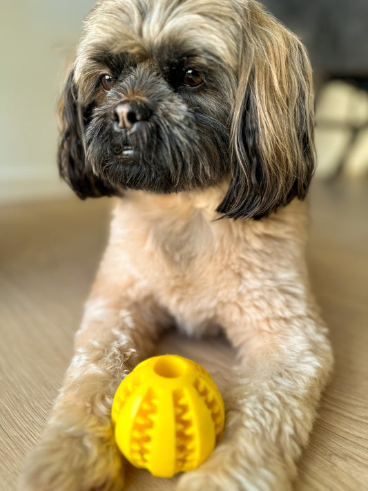 Shih tzu hund ligger med gul tandrensende hunde bold