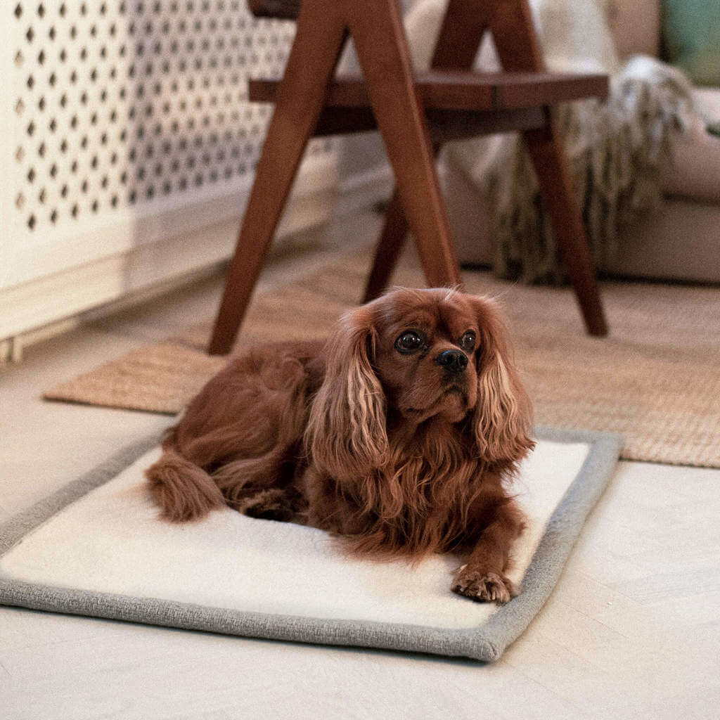 Denjo Dogs Rejsetæppe Snuggle Greige med læderdetalje med hund oven på tæppet