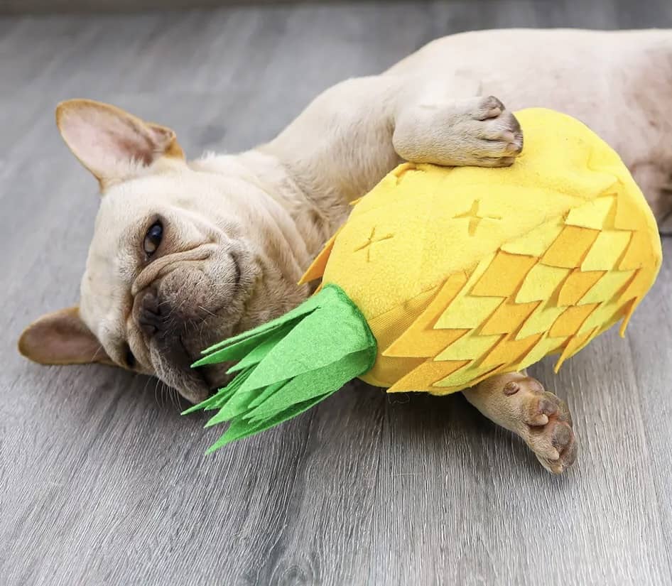 Aktiveringslegetøj ananas med fransk bulldog