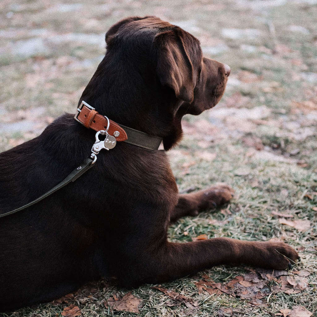 Denjo Dogs Hundehalsbånd Signature hundehalsbånd i farven Cognac og Khaki på brun labrador