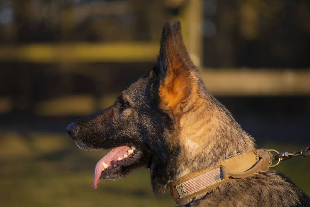 Schæferhund med militærinspireret hundehalsbånd khaki