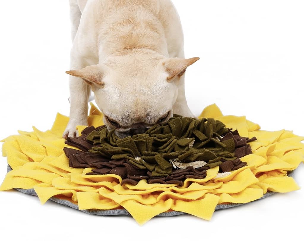 aktivitetslegetøj snusetæppe i solsikkedesign med en fransk bulldog der finder godbidder