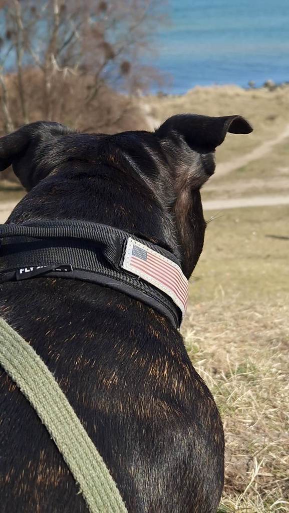 Sort militætinspireret halsbånd på sort staffordshireterrier